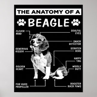 Anatomin | Beagle Hund | ROLIG HUND Poster