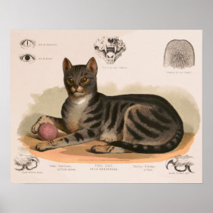 Anatomin hos den återställda huskatten poster