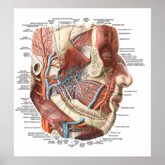 Anatomin i Ansikte Poster
