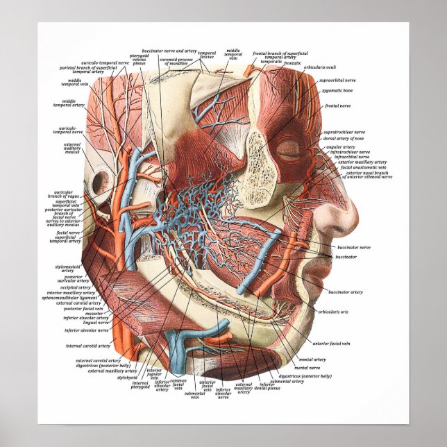 Anatomin i Ansikte Poster (Framsidan)