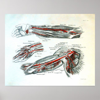 Anatomin i arm poster