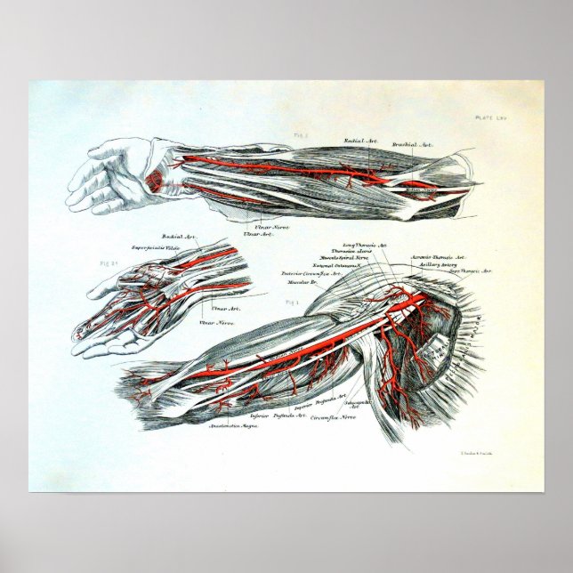 Anatomin i arm poster (Framsidan)