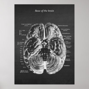 Anatomin i bas för Brain-utskriften nr 1 Poster