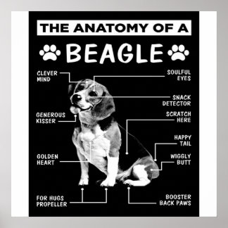 Anatomin i en beagle-Hund Poster