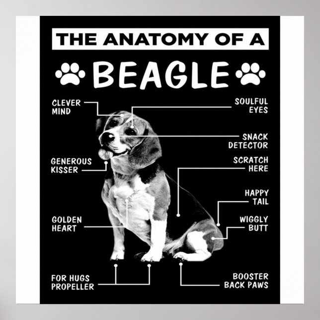 Anatomin i en beagle-Hund Poster (Framsidan)