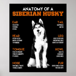 Anatomin i en lustig konst i Siberian husky hundar Poster