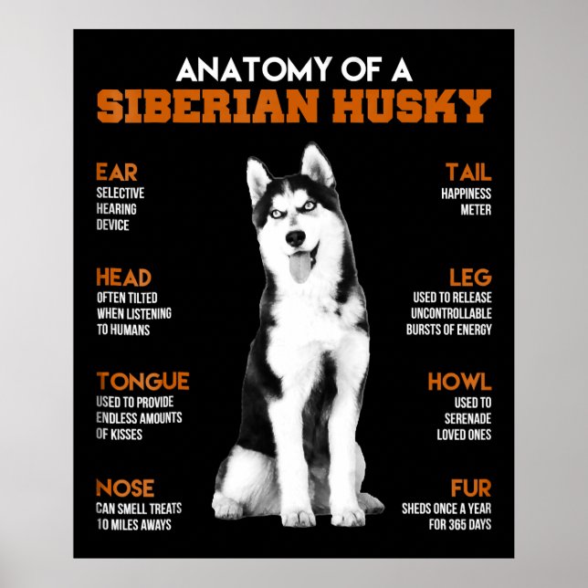 Anatomin i en lustig konst i Siberian husky hundar Poster (Framsidan)