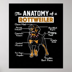 Anatomin i en rotweiler COOLA HUND ÄLSKARE Poster