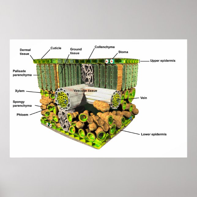 Anatomin i ett Löv-poster Poster (Framsidan)