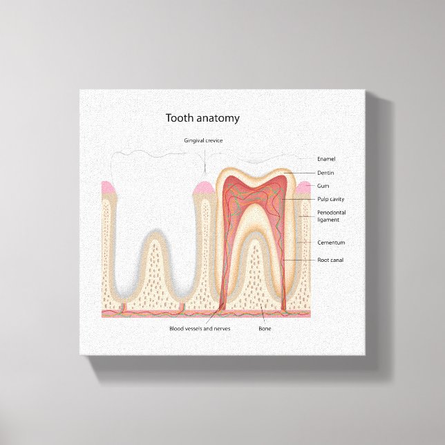 Anatomin i humant tandtand, utsträckt kanvastryck (Framsida)