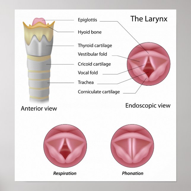 Anatomin i larynx-Poster Poster (Framsidan)