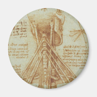 Anatomin i nacke magnet