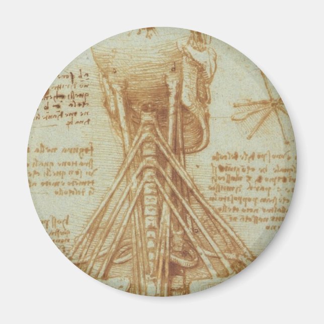 Anatomin i nacke magnet (Framsidan)