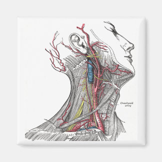 Anatomin i Nacke Magnet