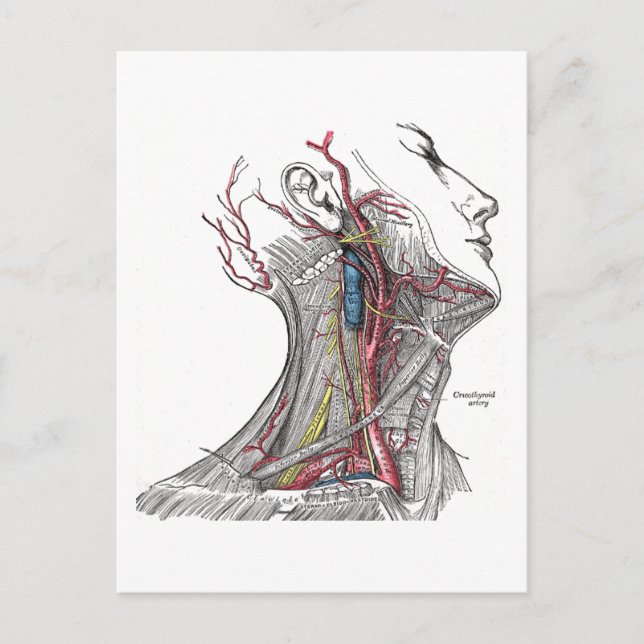 Anatomin i Nacke Vykort (Framsida)