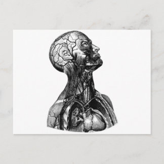Anatomisk byst vykort