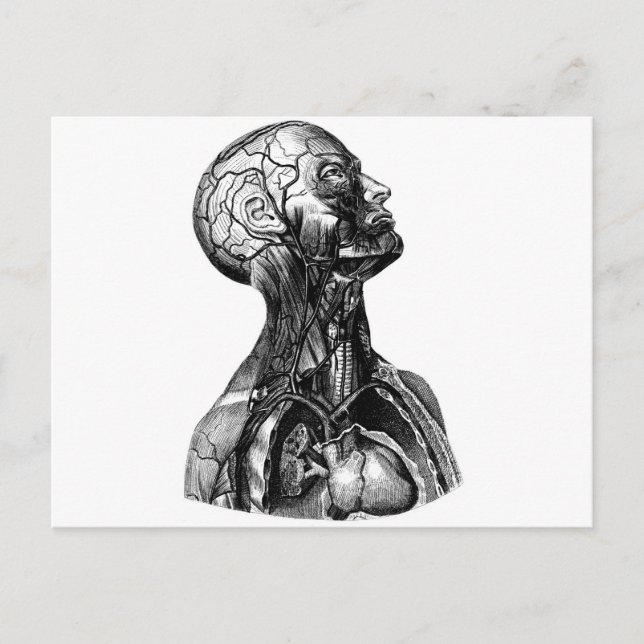 Anatomisk byst vykort (Framsida)