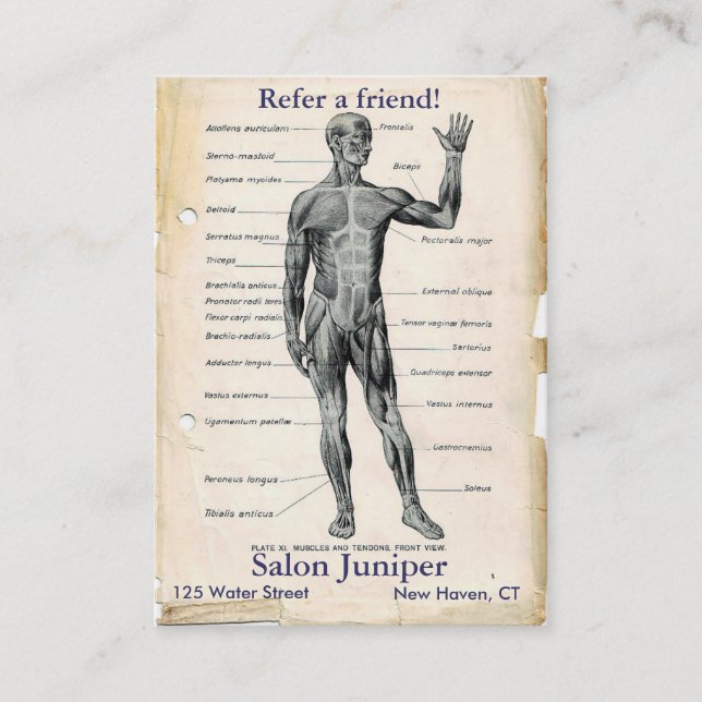 Anatomisk främre vintage-ritning rabattkort (Framsida)