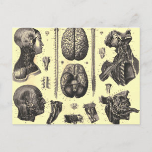 Anatomisk hjärna och mer vykort