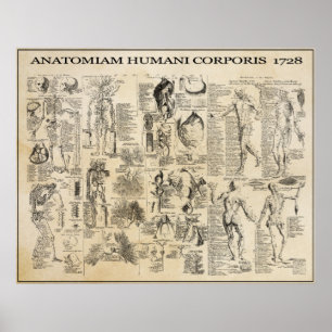 ANATOMISK MAN 1728 POSTER