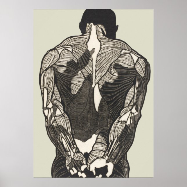 Anatomisk studie av en mans ryggmuskler poster (Framsidan)