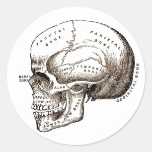 Anatomiskt anatomiskt skal runt klistermärke