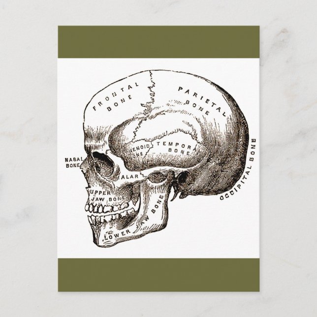 Anatomiskt anatomiskt skal vykort (Framsida)