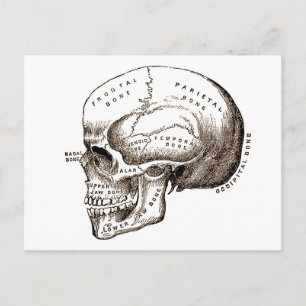 Anatomiskt anatomiskt skal vykort