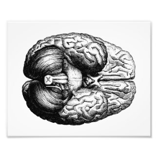 Anatomiskt Brain Fototryck