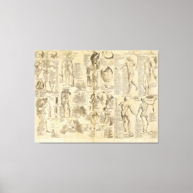 Anatomiskt diagram från cyklopaedia 1728 canvastryck (Framsida)