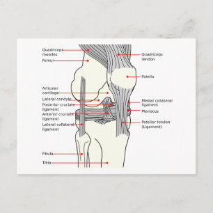Anatomiskt diagram Knä - led på knäled i human hög Vykort
