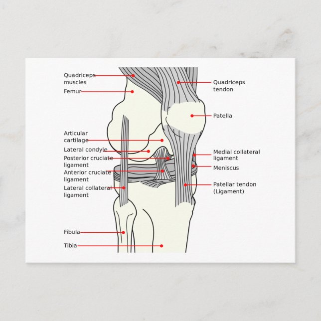 Anatomiskt diagram Knä - led på knäled i human hög Vykort (Framsida)