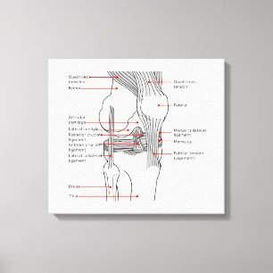 Anatomiskt diagram - knäled i humant höger canvastryck