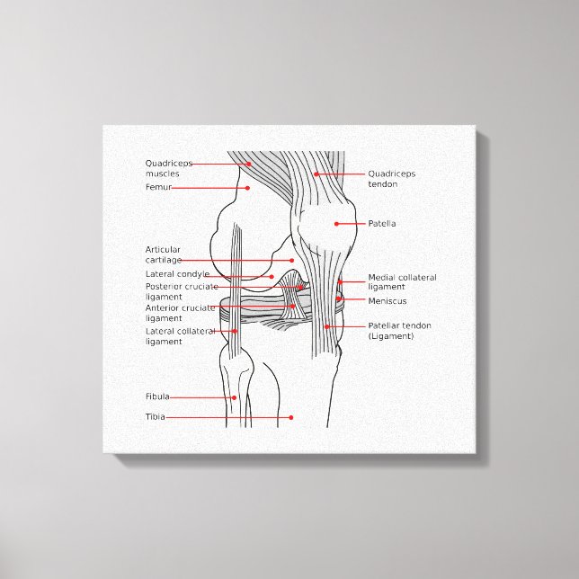 Anatomiskt diagram - knäled i humant höger canvastryck (Framsida)