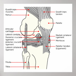 Anatomiskt diagram - knäled i humant höger poster
