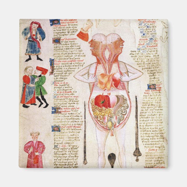 Anatomiskt diagram magnet (Framsidan)