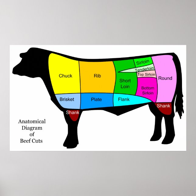 Anatomiskt diagram över amerikanska Primära nötköt Poster (Framsidan)
