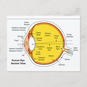 Anatomiskt diagram över Boll i Öga Vykort