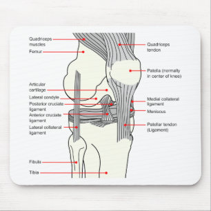 Anatomiskt diagram över en led i humant Höger Musmatta