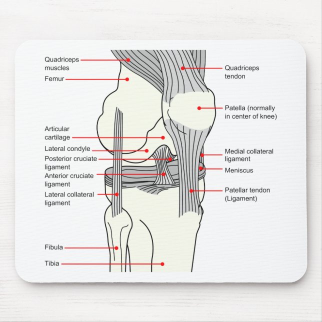 Anatomiskt diagram över en led i humant Höger Musmatta (Framsidan)