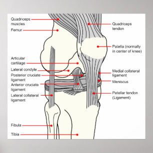 Anatomiskt diagram över en led i humant Höger Poster