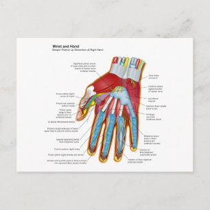Anatomiskt diagram över handjur och vårdare av män vykort