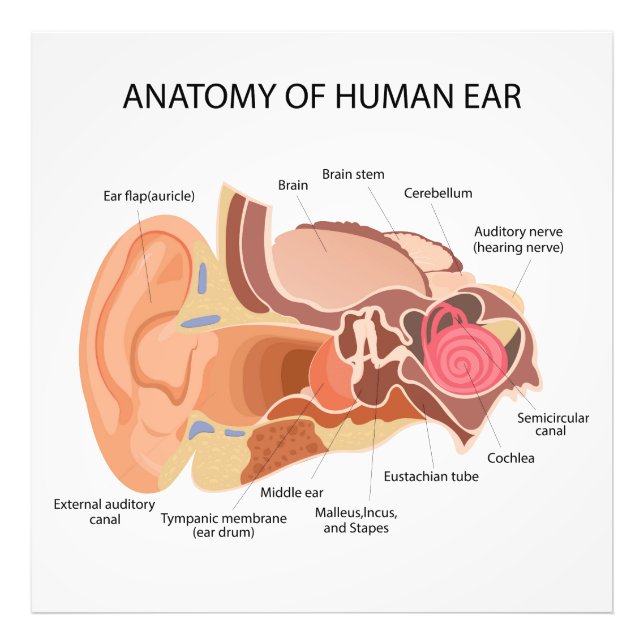 Anatomiskt diagram över hjärtat fototryck (Framsidan)