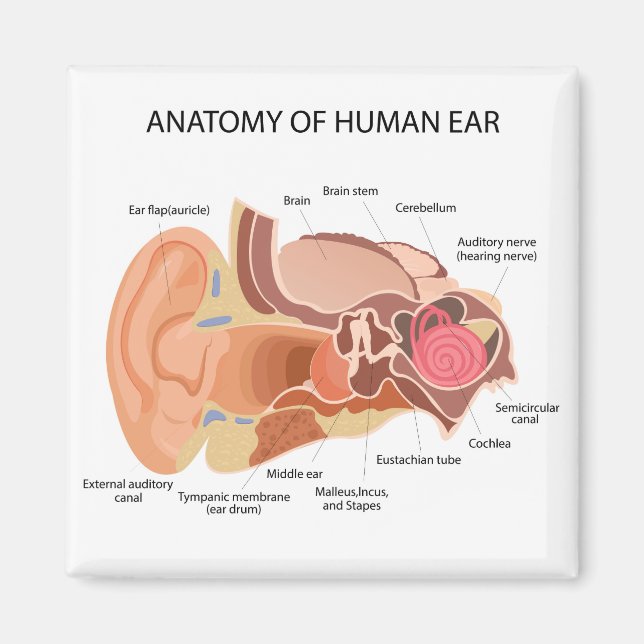 Anatomiskt diagram över hjärtat magnet (Framsidan)