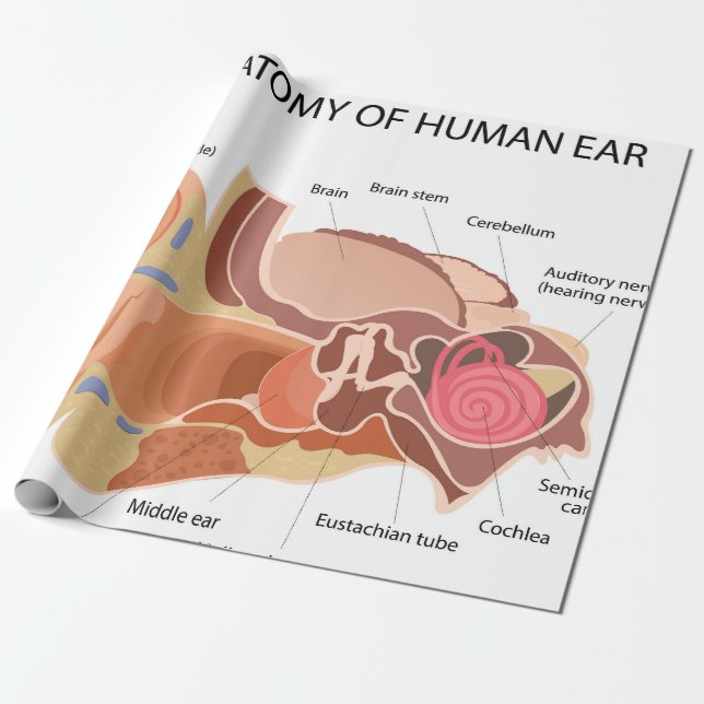 Anatomiskt diagram över hjärtat presentpapper (Utrullad)