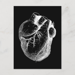 Anatomiskt korrekt hjärta vykort