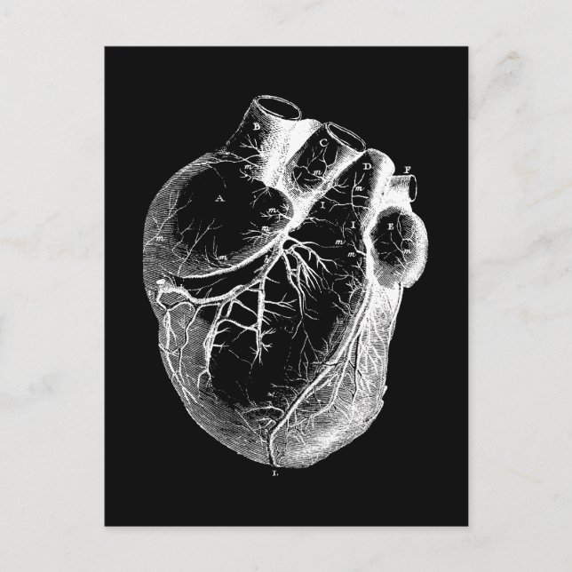 Anatomiskt korrekt hjärta vykort (Framsida)