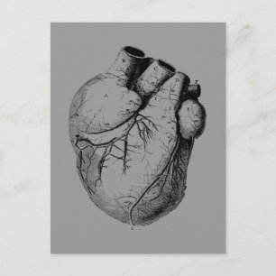 Anatomiskt korrekt hjärta vykort