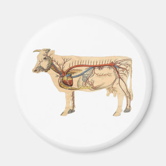 Anatomiskt kute Cow Magnet