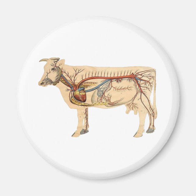 Anatomiskt kute Cow Magnet (Framsidan)